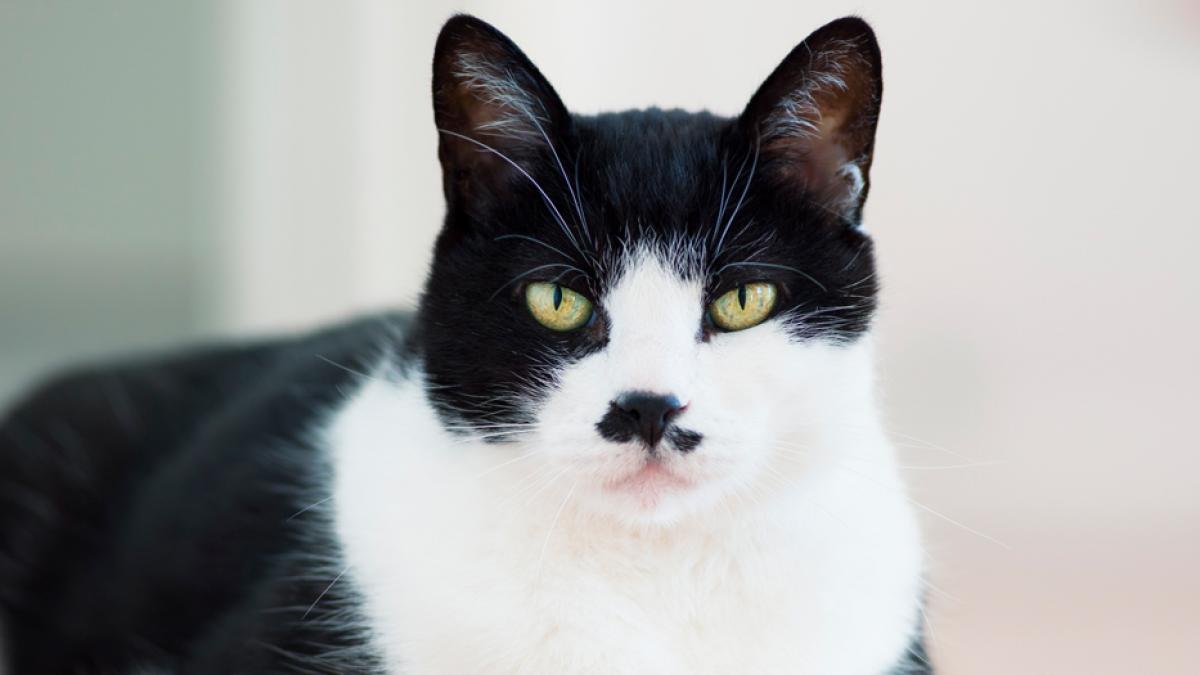 Día Internacional del Gato, ¿por qué se celebra veces cada año?