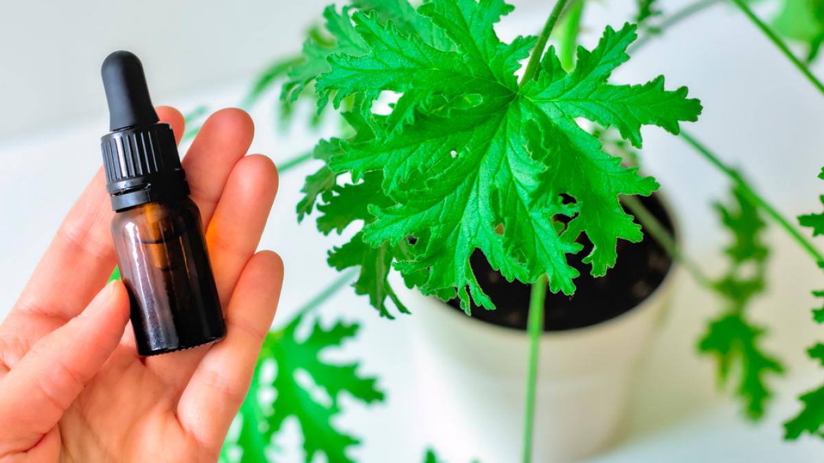 aceite de citronela para que sirve 11 como se aplica citronela