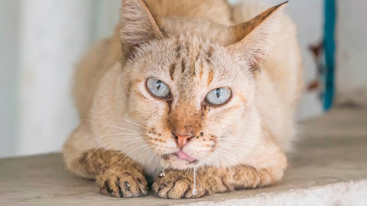 Competir Categoría símbolo Mi gato babea: causas, enfermedades asociadas y cómo evitarlo