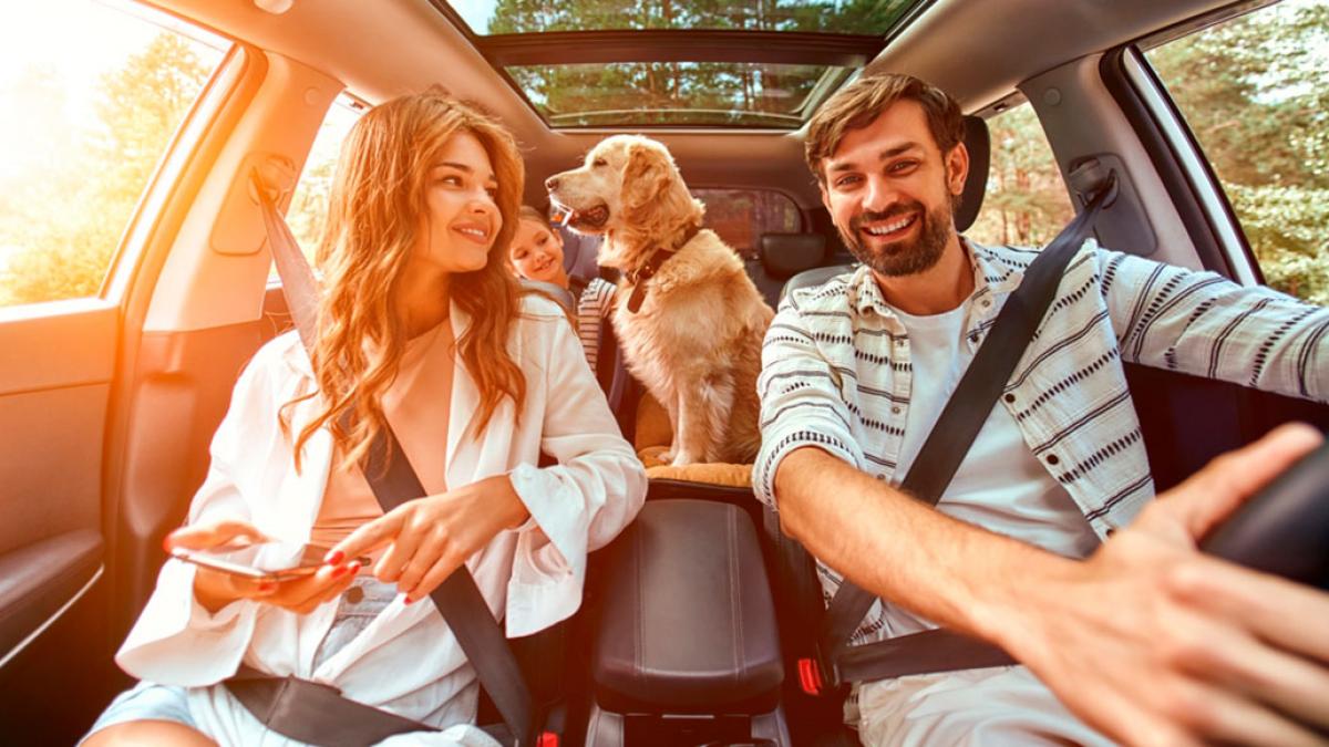 laberinto Repetido relajado Cómo evitar que tu perro se maree en el coche y vomite