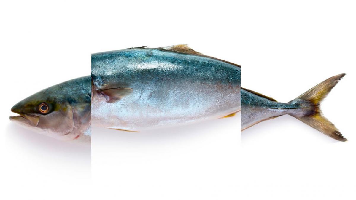 Partes del pescado: cabeza, cuerpo y cola, claves para su compra