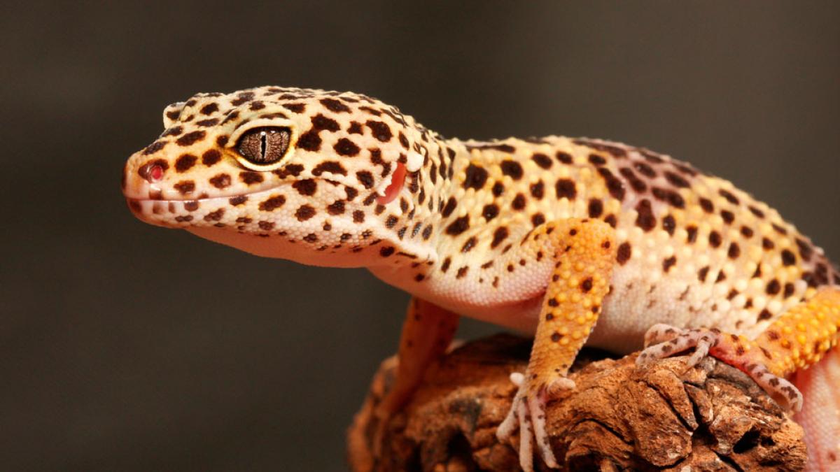 Inquieto Certificado frecuencia Gecko leopardo, características y comportamiento como mascota