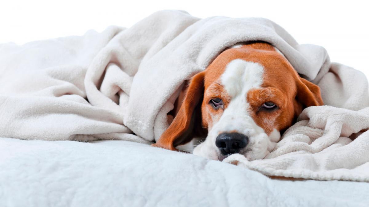 Gastroenteritis canina: vómitos y diarreas en los