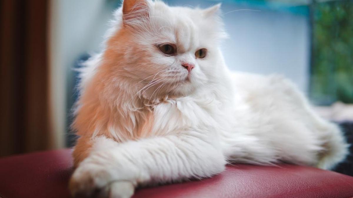 Gato persa, pura elegancia felina: como mascota