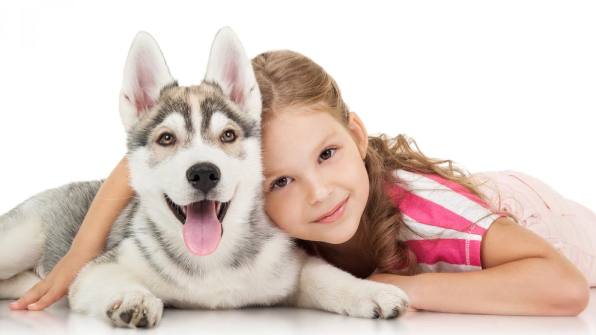Husky siberiano, características un ideal para niños