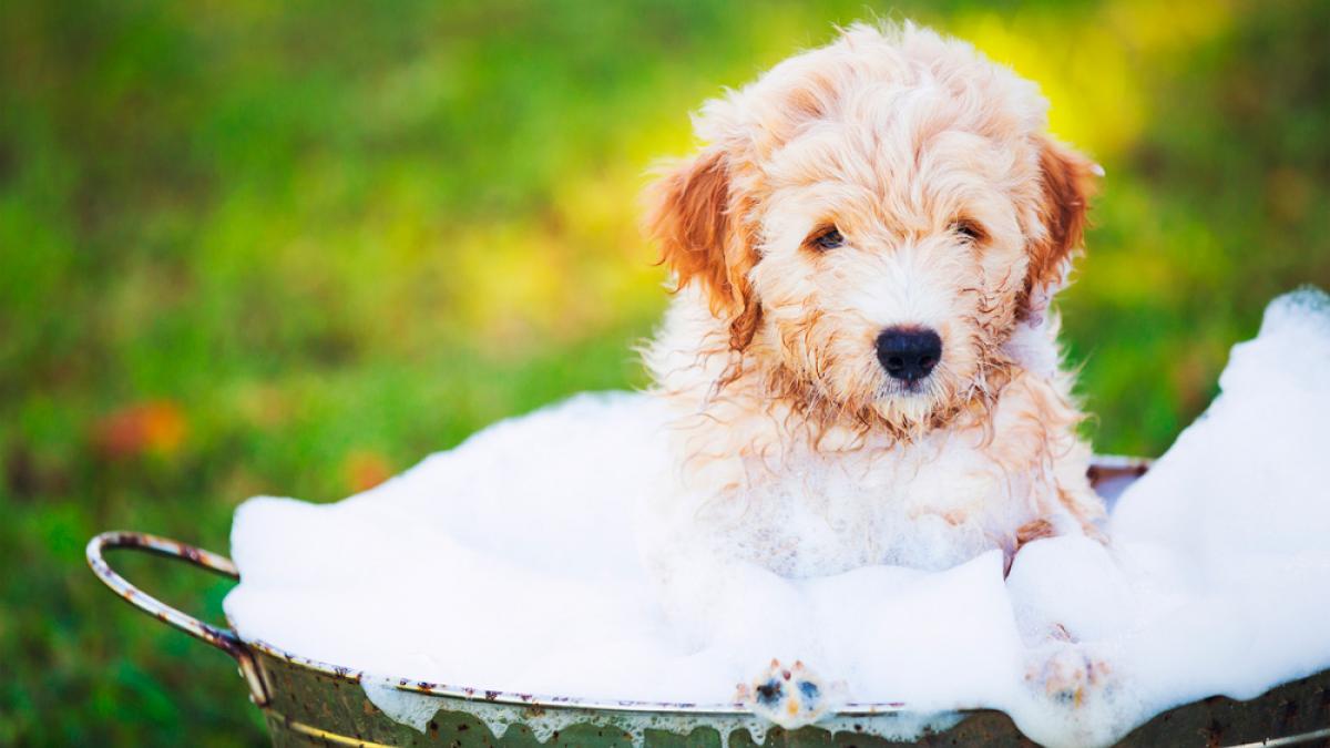 Cómo bañar a tu perro: por qué es importante lavarle bien