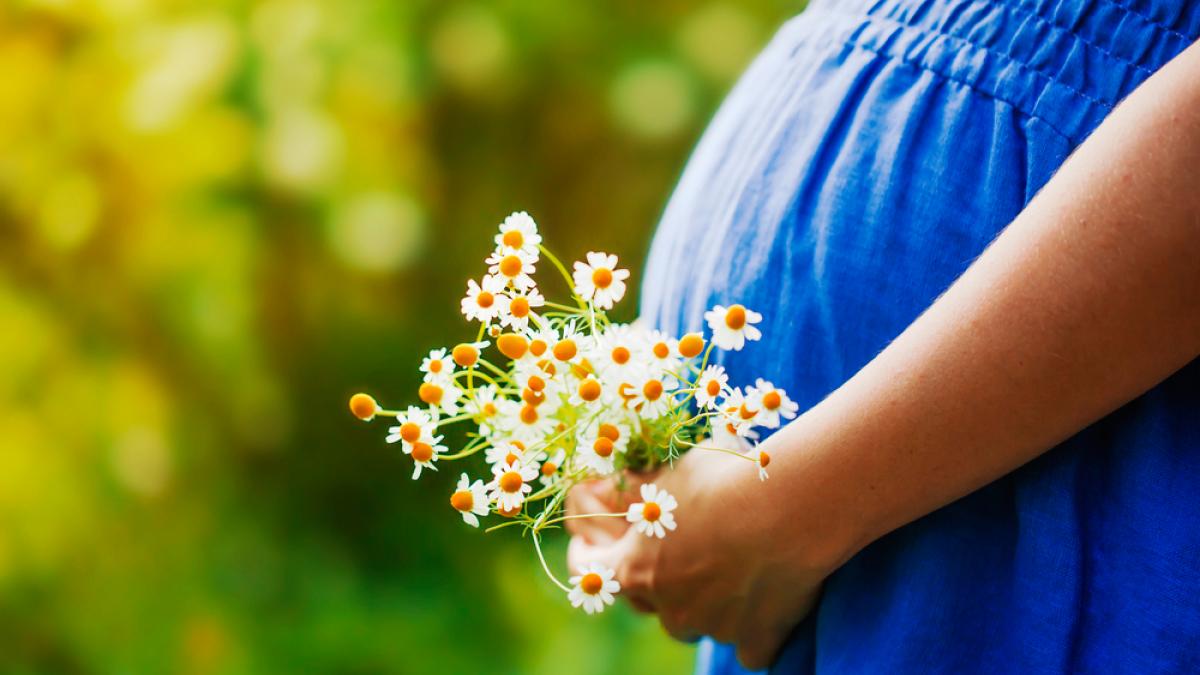 Plantas medicinales durante el embarazo, cuáles son peligrosas